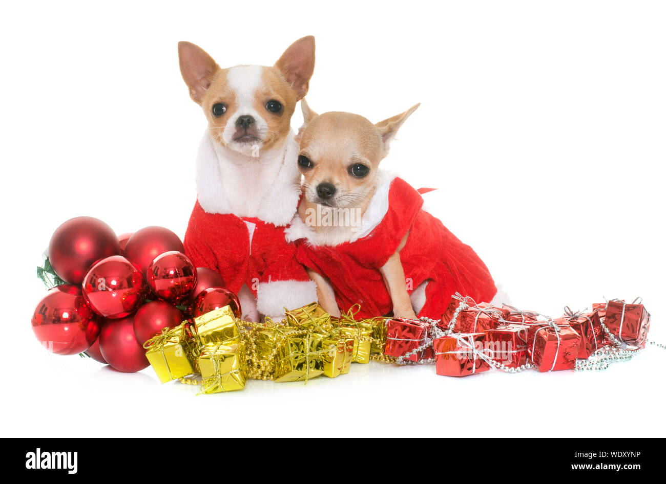 Dogs Wearing Christmas Costume Against White Background Stock Photo