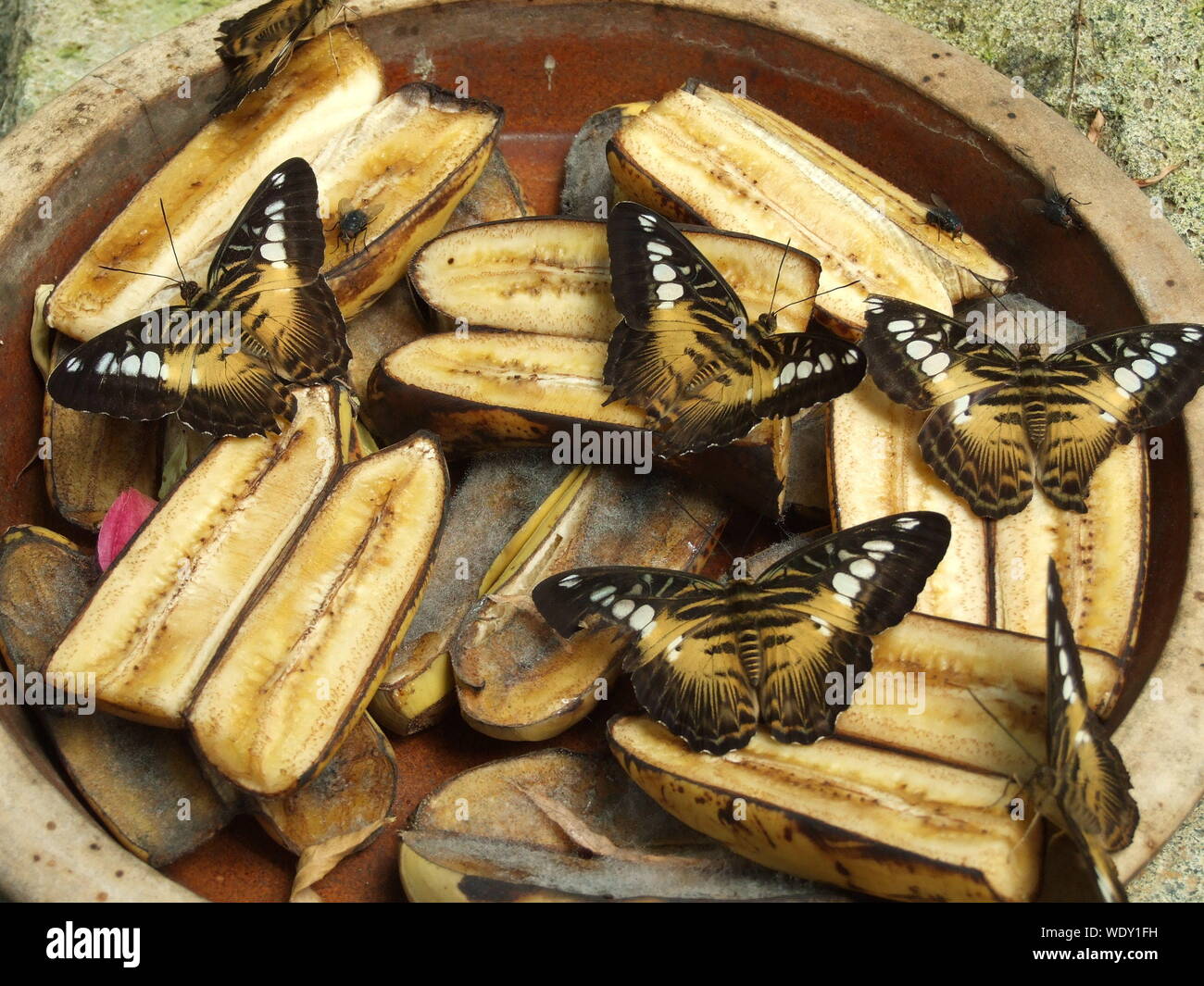 Butterflies On Bananas Stock Photo Alamy
