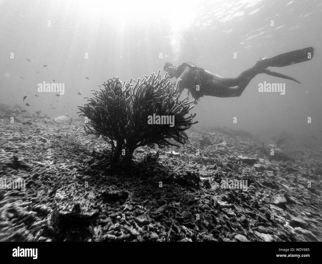 Man Scuba Diving Undersea Stock Photo Alamy