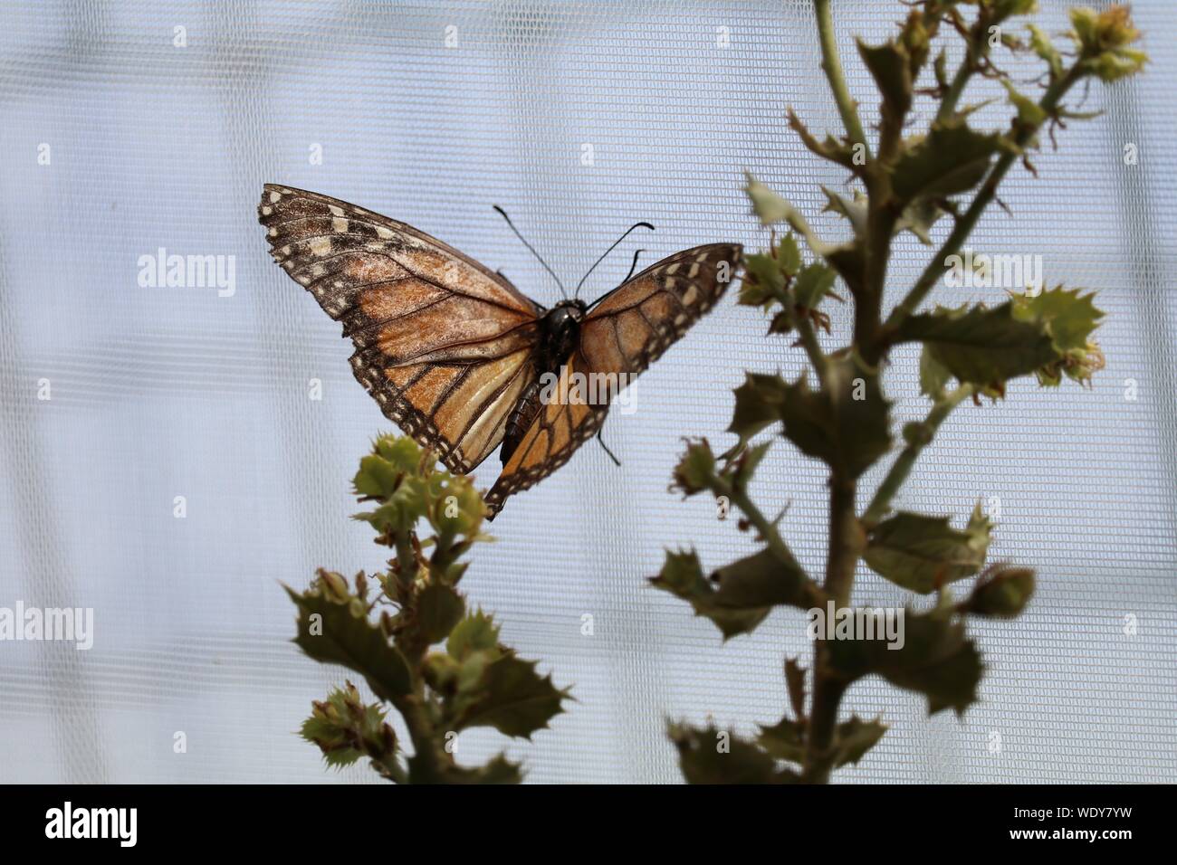 Butterfly flying hires stock photography and images Alamy