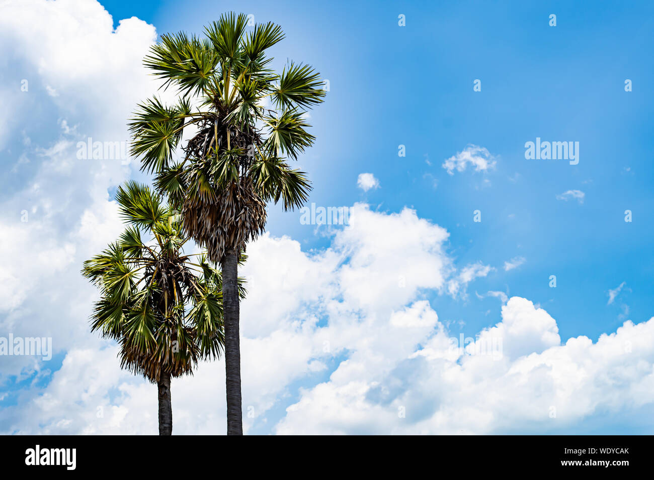 image of two nice palm trees in the blue sunny sky Stock Photo - Alamy