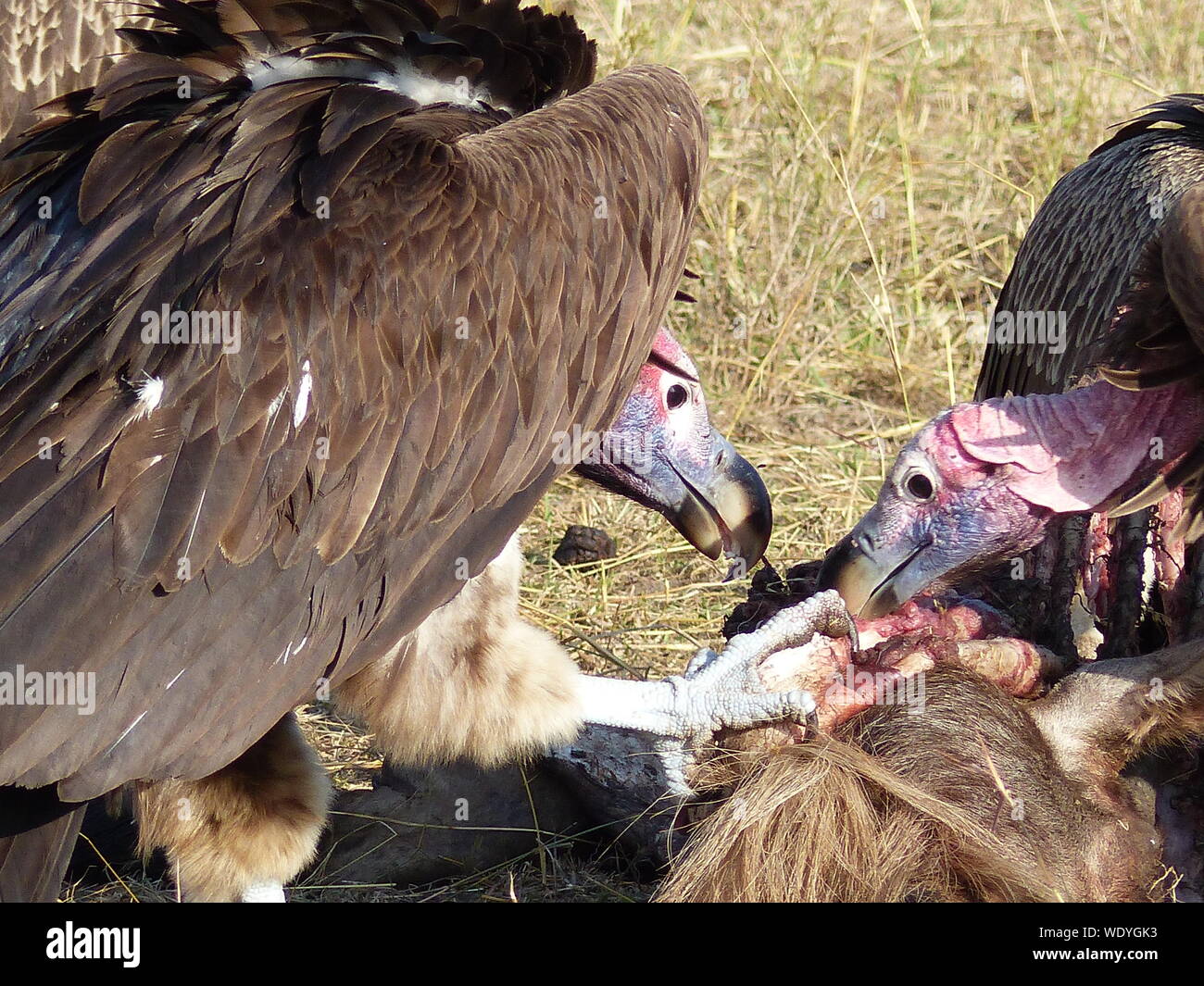 Close-up Of Vultures Eating Dead Animal Stock Photo - Alamy