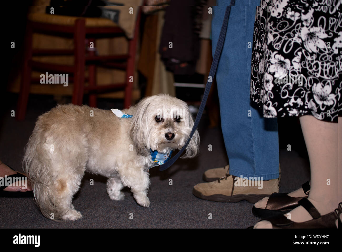 Maltese Dog patiently waiting for owner shopping in store Stock Photo ...