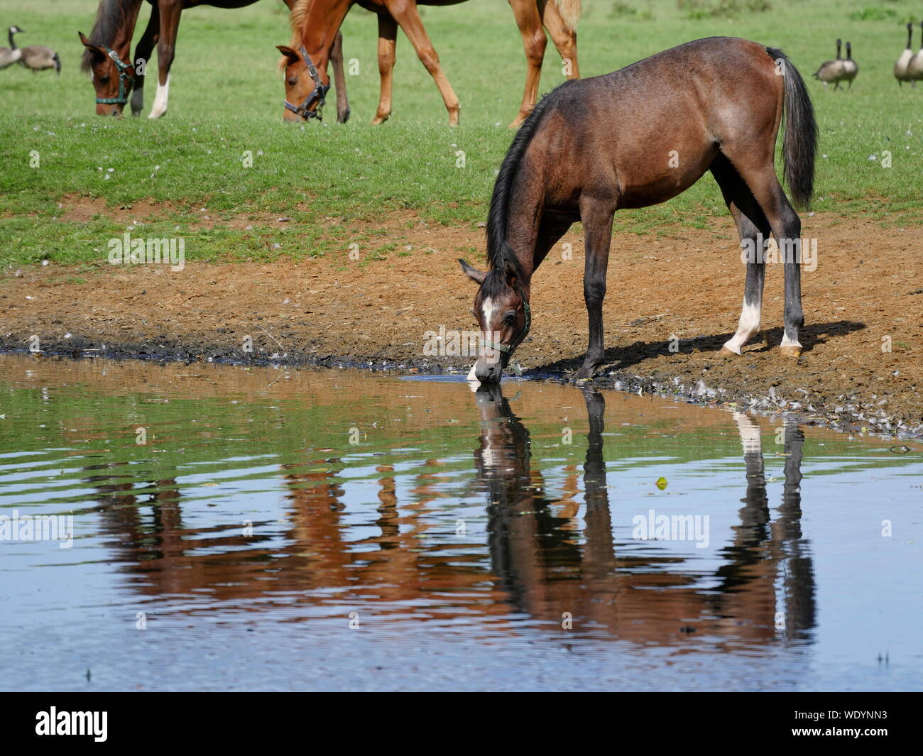 Horse Drinking Water From Lake Stock Photo Alamy