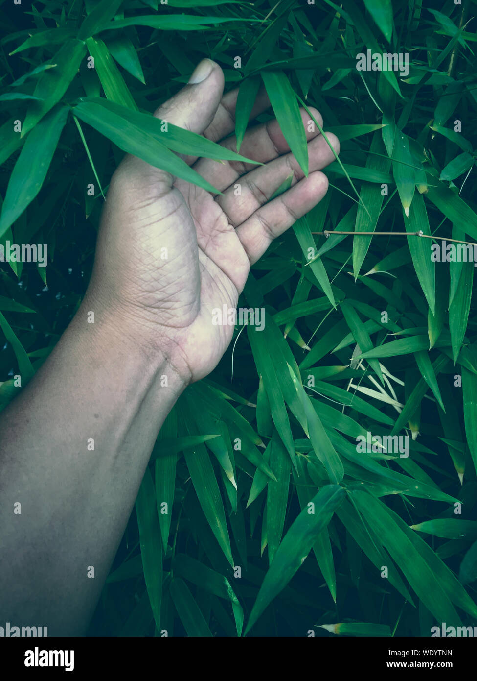 Finger touching plants hires stock photography and images Alamy