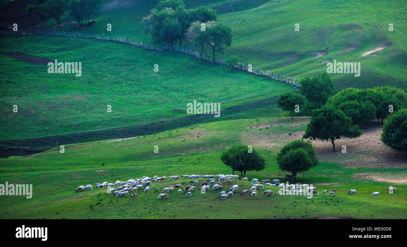 Arial View Of Sheep Grazing On Field Stock Photo