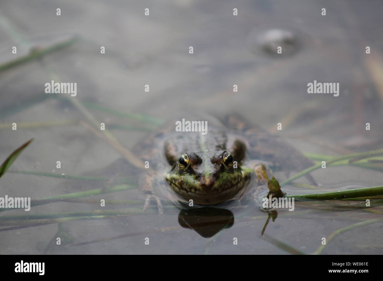 Frog swimming in water hi-res stock photography and images - Alamy