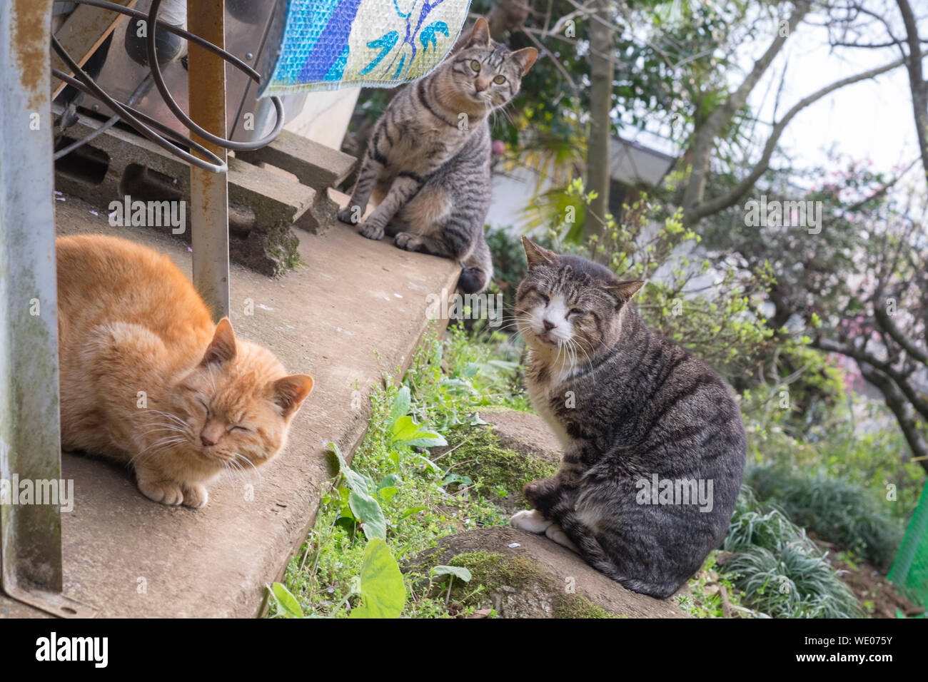 Cats with closed eyes hires stock photography and images Alamy