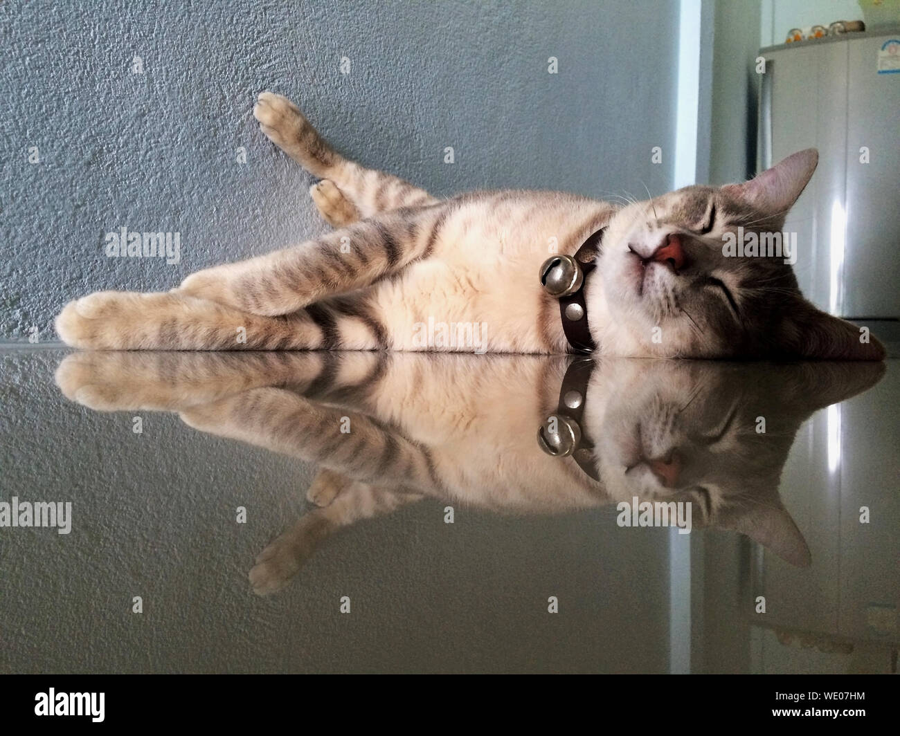 Close-up Of Cat Lying On Reflective Surface Stock Photo