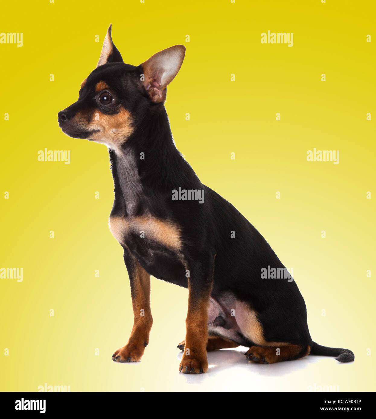 adorable chihuahua puppies