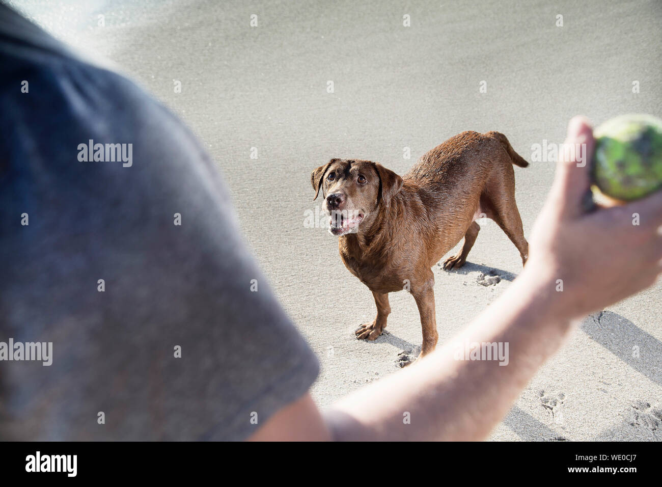 Throwing Ball For Dog High Resolution Stock Photography and Images Alamy