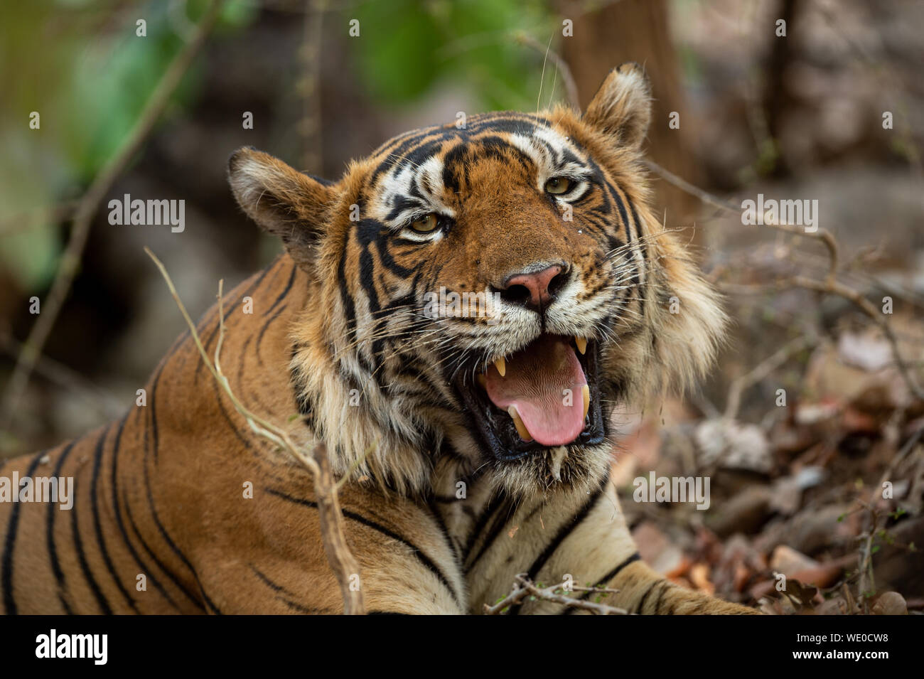 Huge Male Tiger Resting under shade of tree during full day safari in hot summer at Ranthambore National Park, Sawai Madhopur, Rajasthan, India Stock Photo