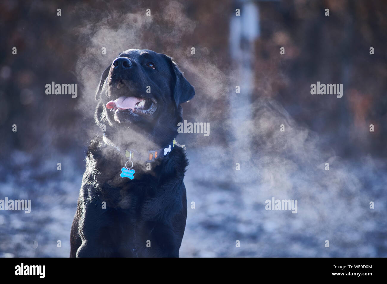 Black Labrador Retriever Sticking Out Tongue Stock Photo Alamy