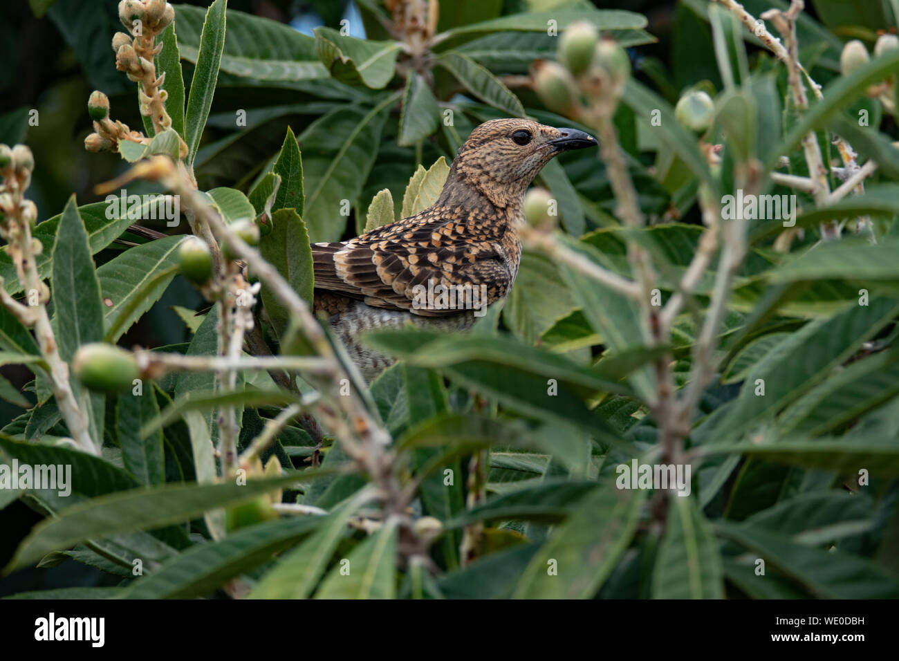 A Spotted Bower Bird staling fruit from a loquat tree Stock Photo