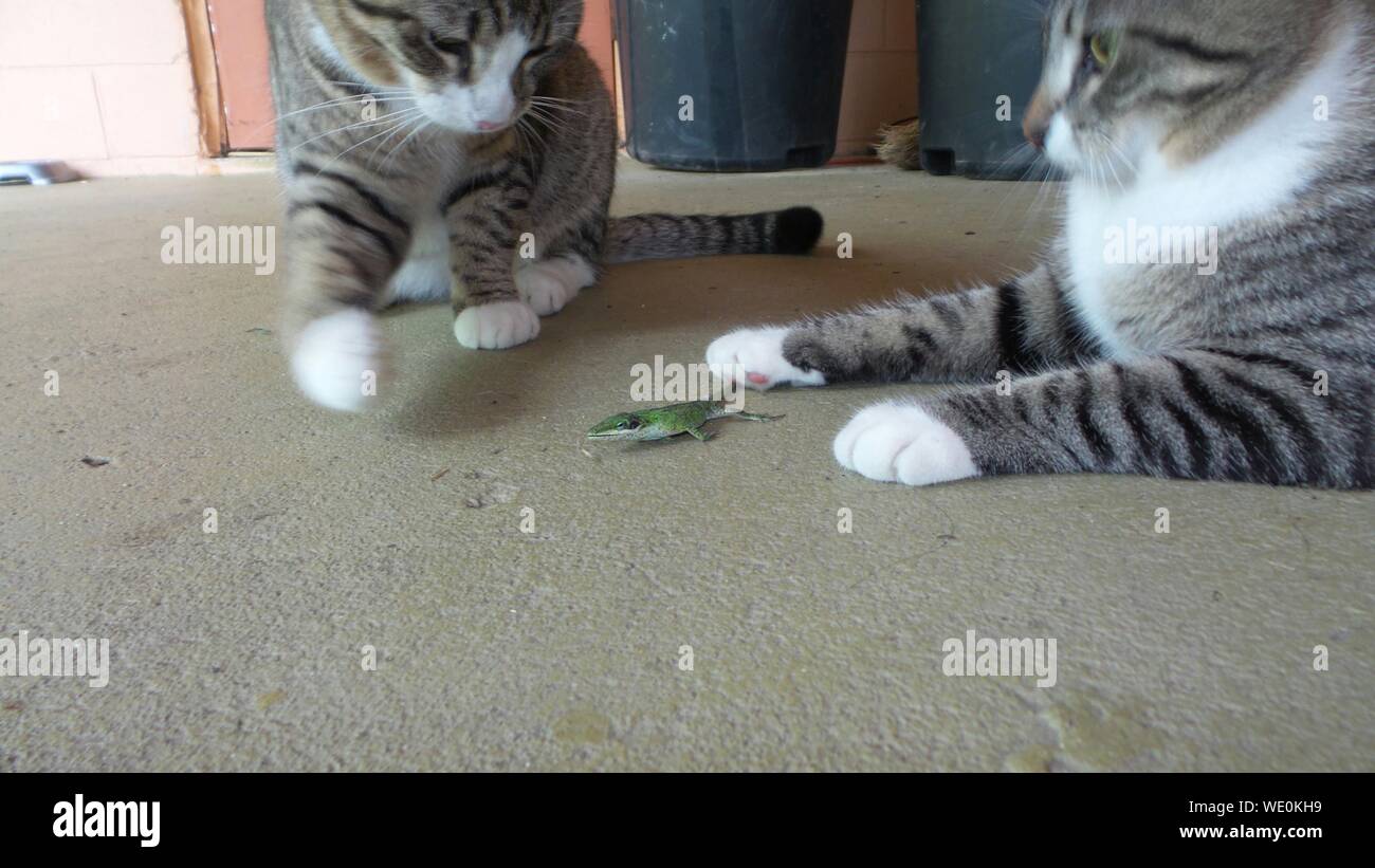View Of Two Cats Playing With Lizard Stock Photo Alamy