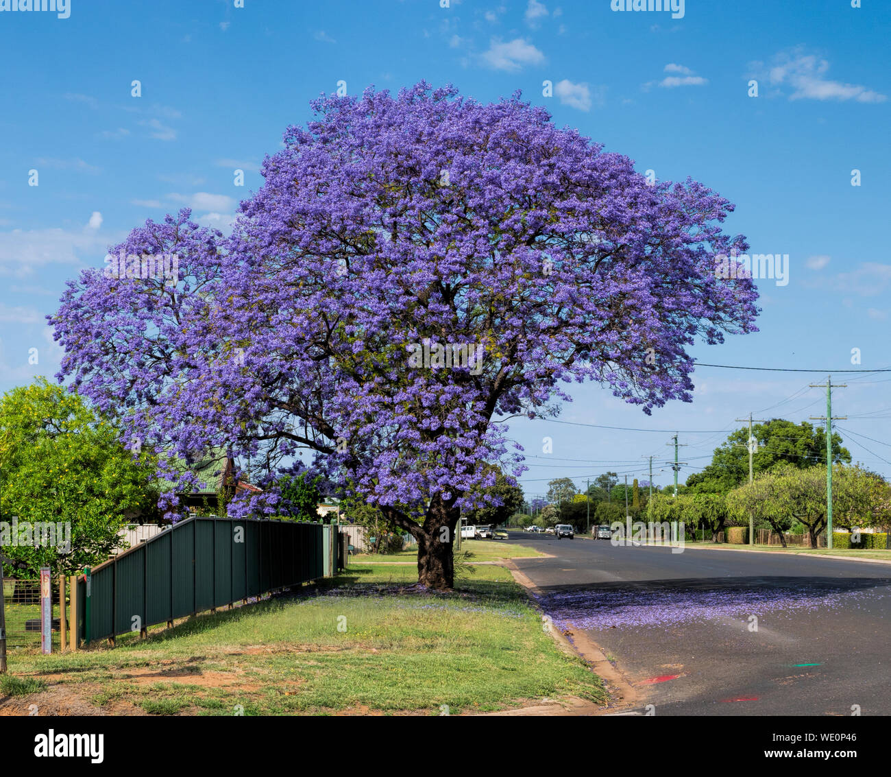 A Jacaranda Tree in full bloom as street tree in a small Queensland town in Australia against a blue sky Stock Photo
