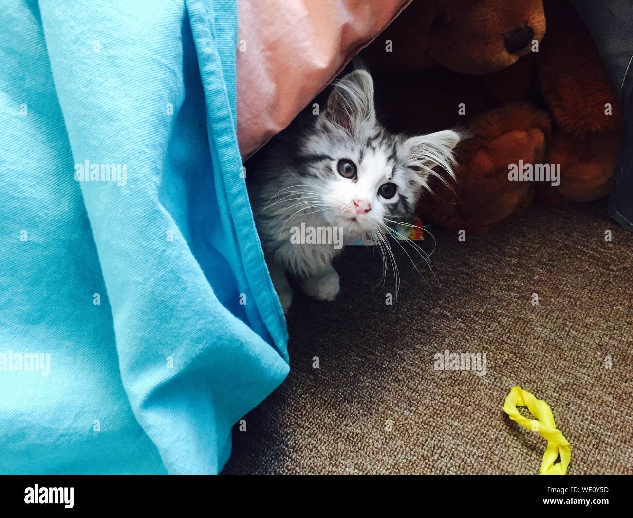 kitten under bed