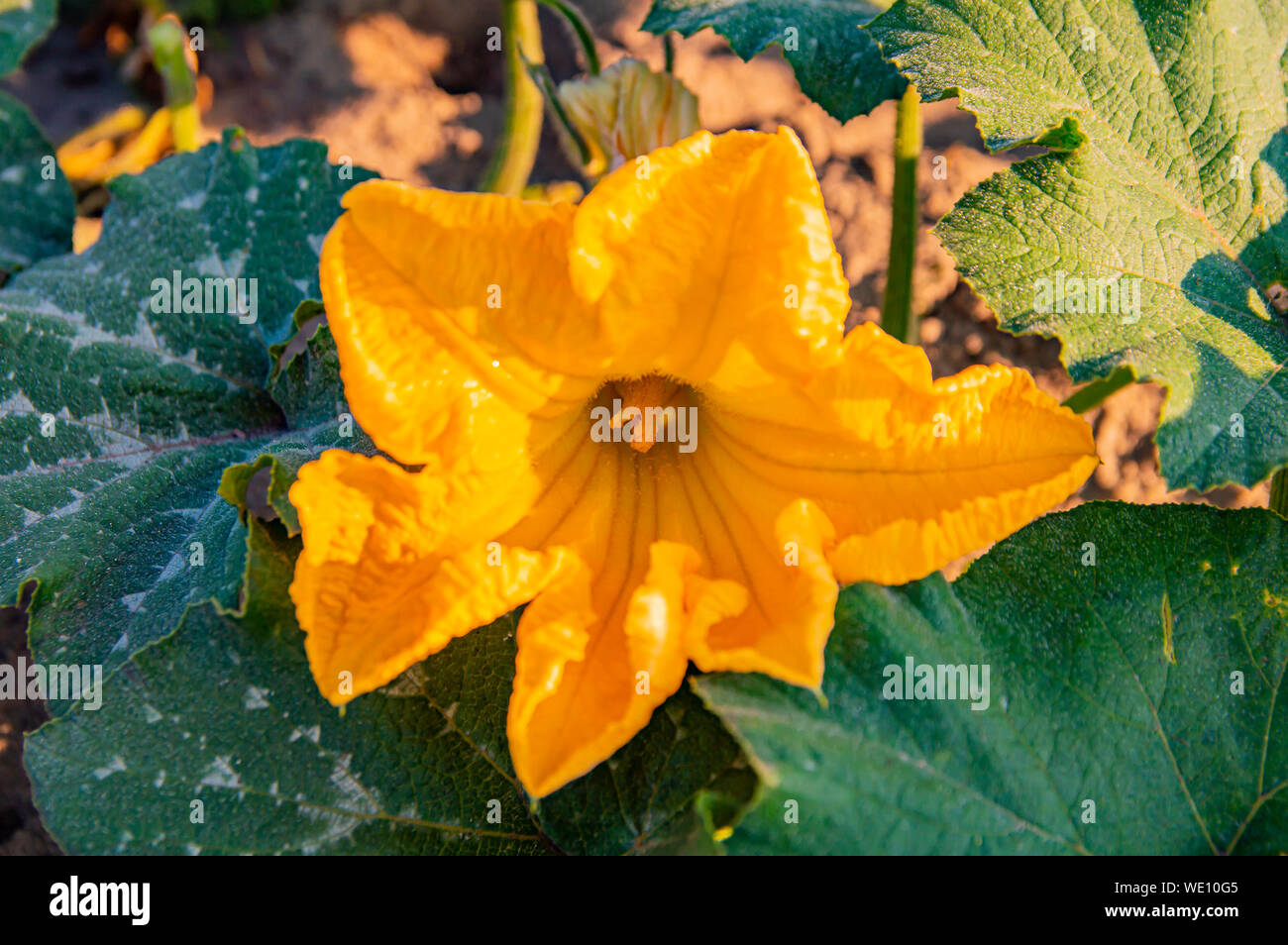Courgette female flowers hires stock photography and images Alamy
