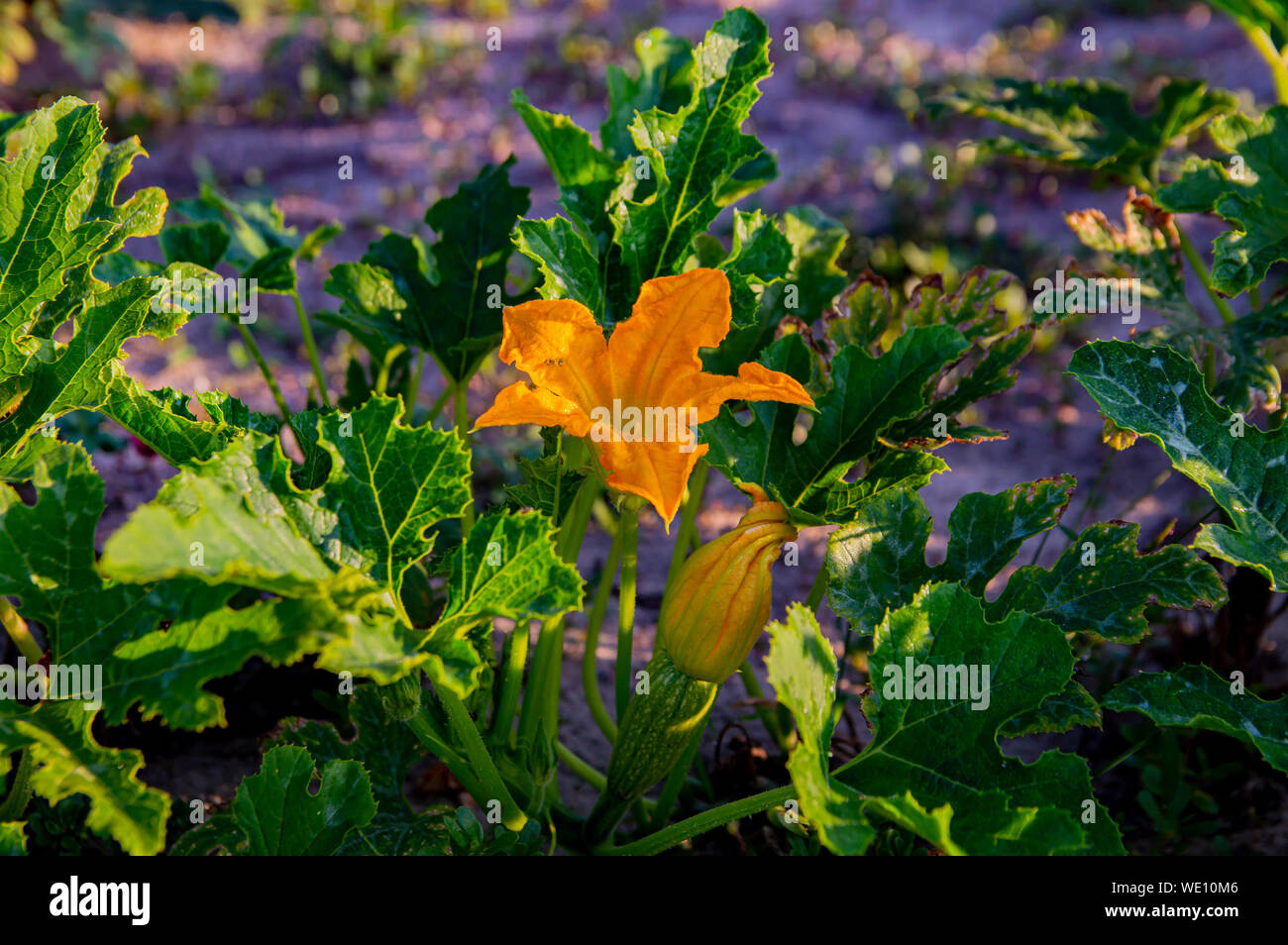 Courgette female flowers hires stock photography and images Alamy