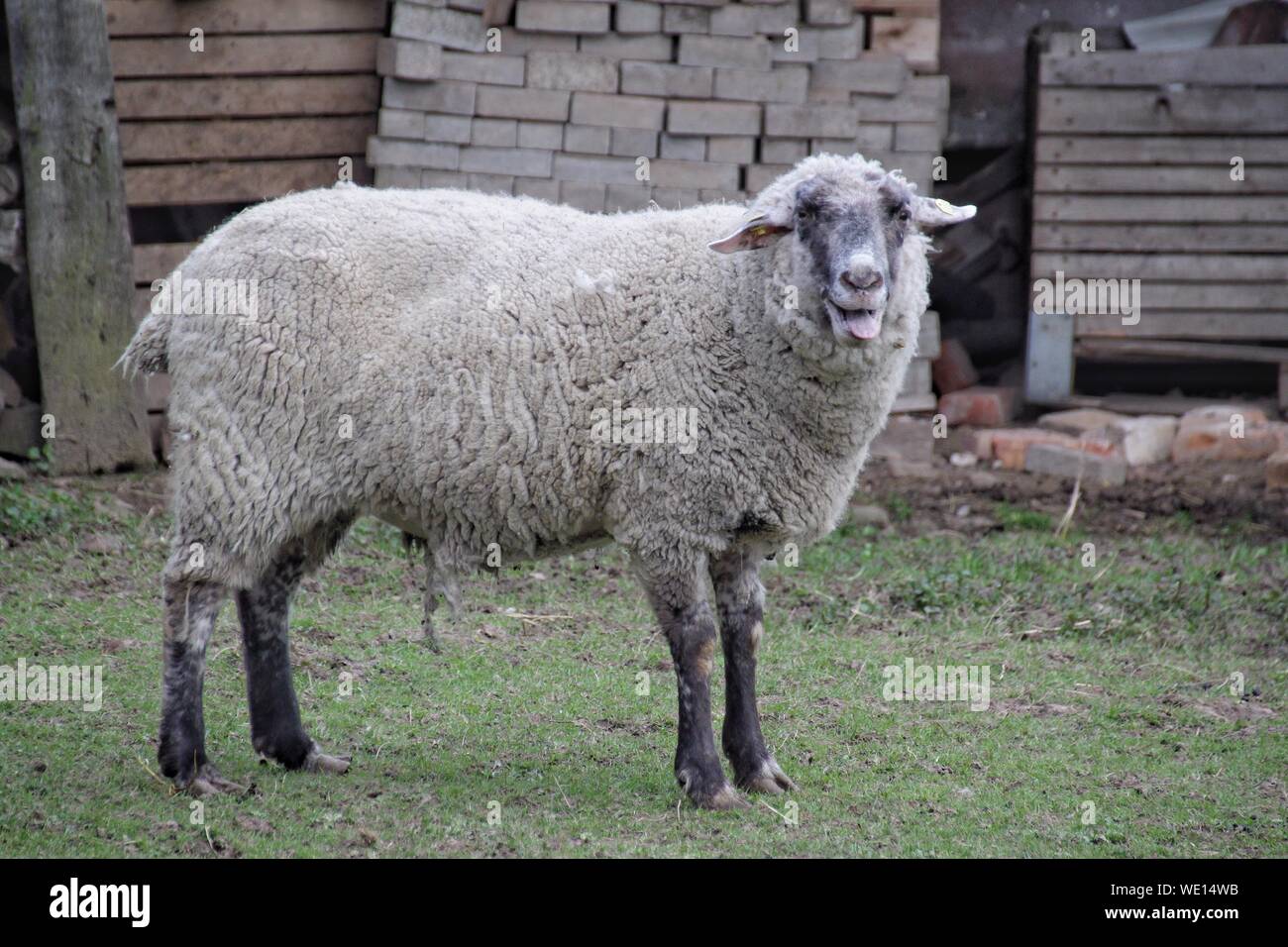 Sheep tongue hi-res stock photography and images - Alamy