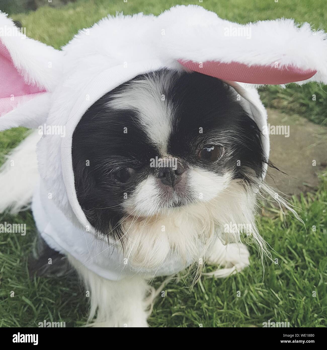 Wearing bunny ears hires stock photography and images Alamy