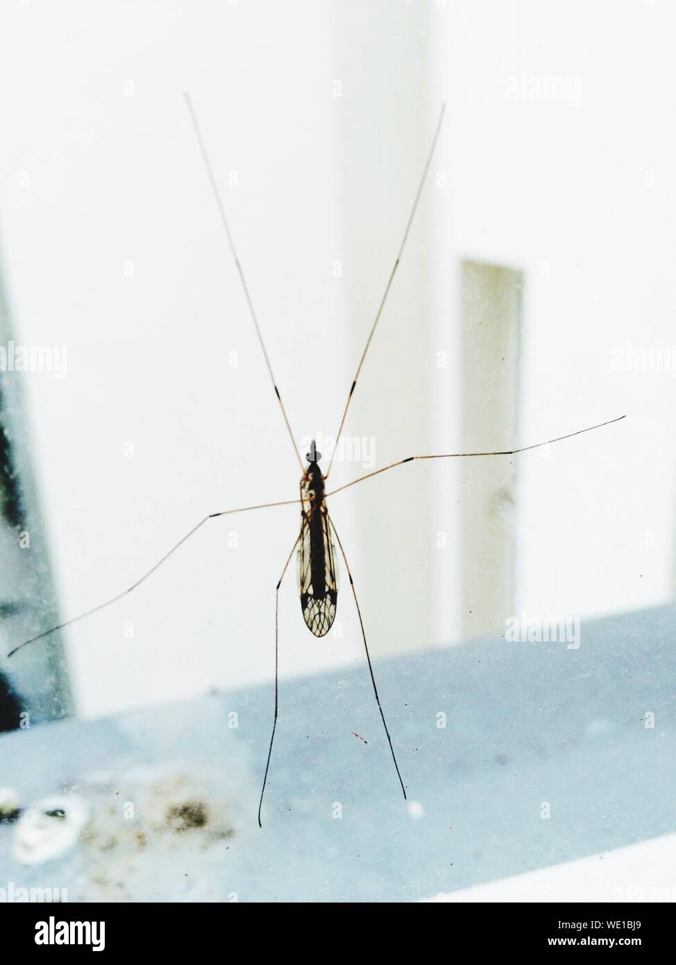 Insect With Long Legs On Glass Stock Photo