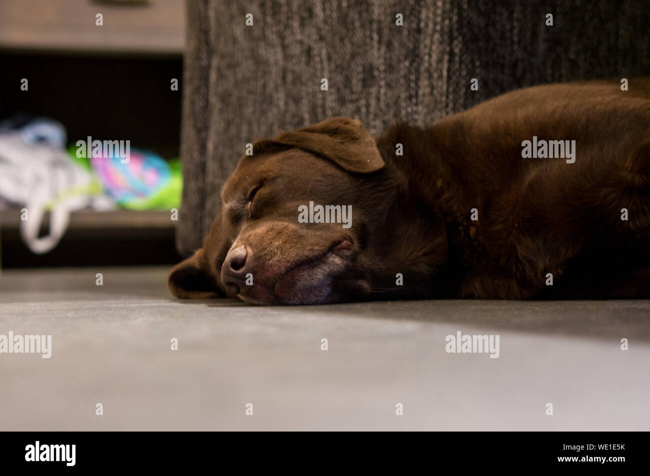 Closeup Of Dog Sleeping On Floor Stock Photo Alamy