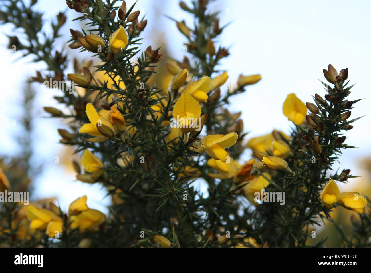 Yellow Gorse Flowers Blooming Outdoors Stock Photo