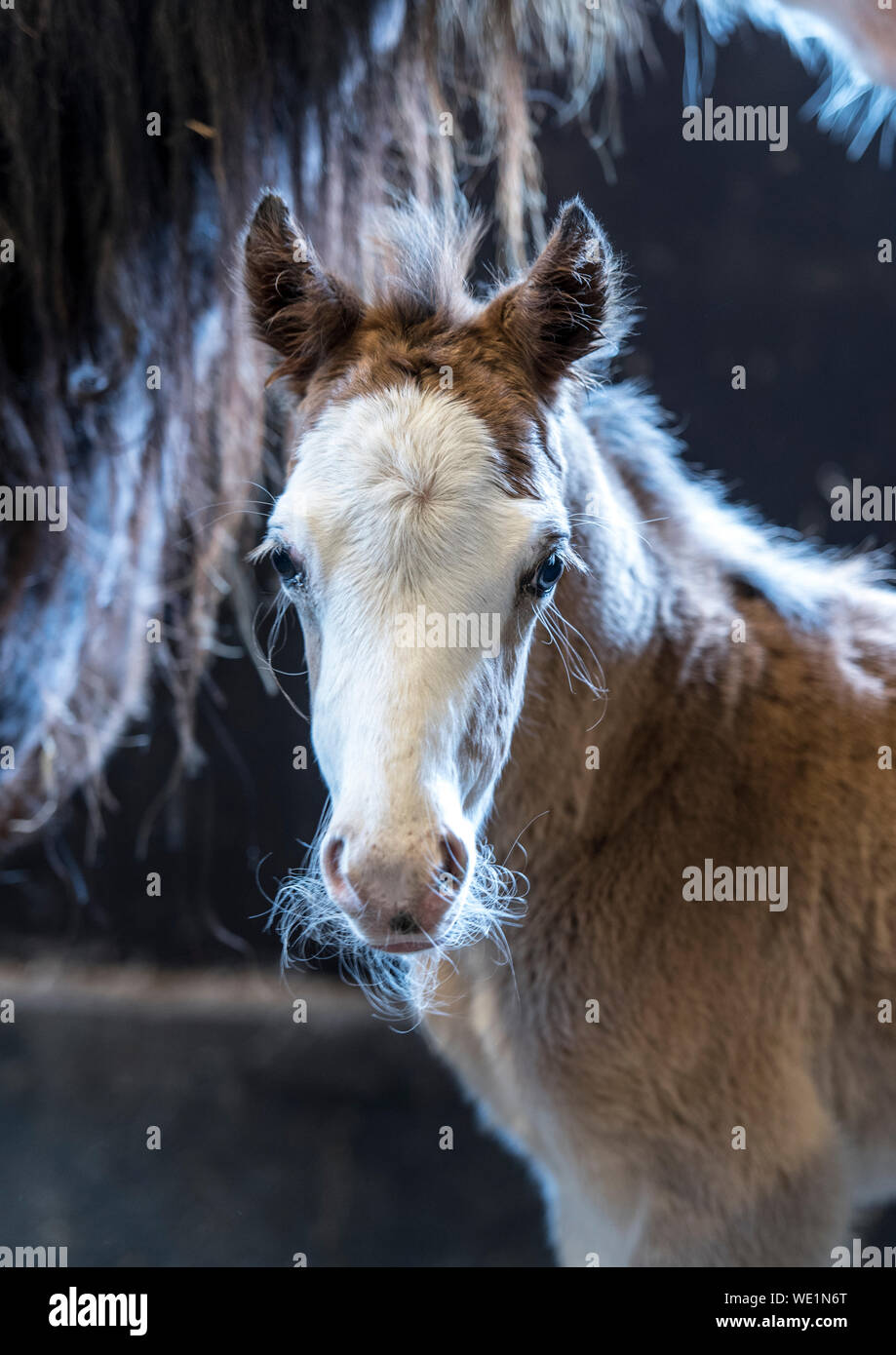 Welsh Pony Looking At Camera Stock Photo Alamy
