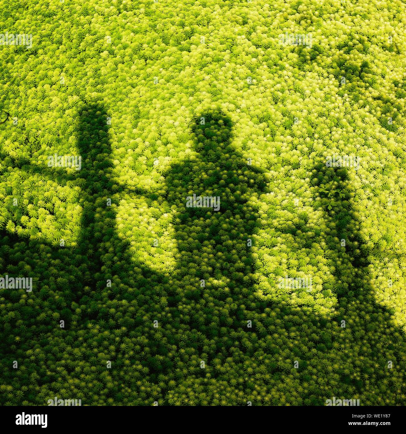 Man's Shadow On Green Duckweed Carpet Stock Photo