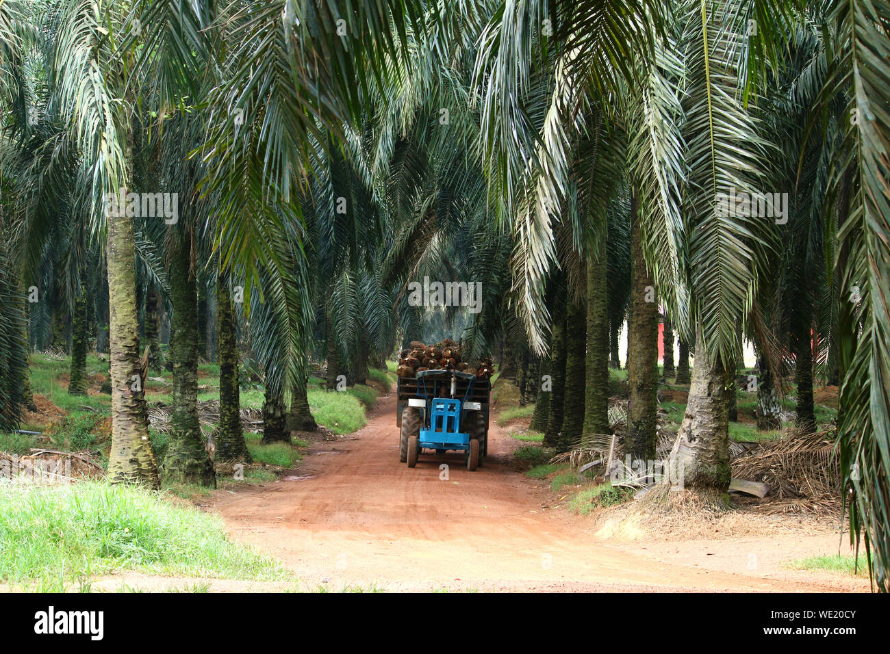 Palm tree plantation moving hires stock photography and images Alamy