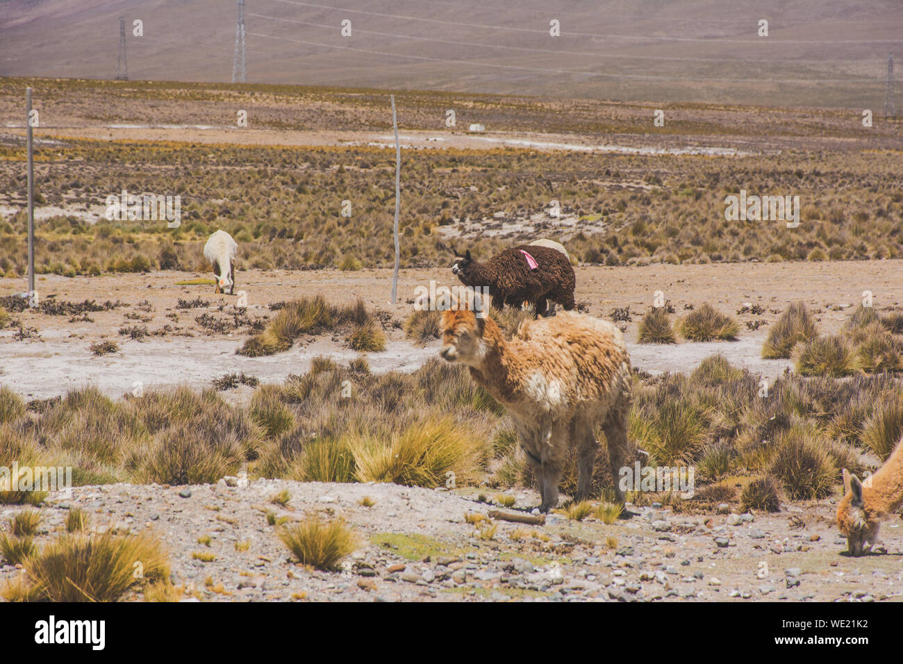 Alpaca and sheep hires stock photography and images Alamy