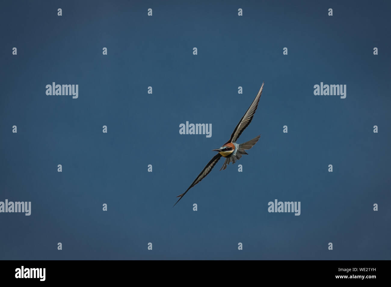 Bee Eater Flying Hi res Stock Photography And Images Alamy bee-eater-flying-hi-res-stock-photography-and-images-alamy