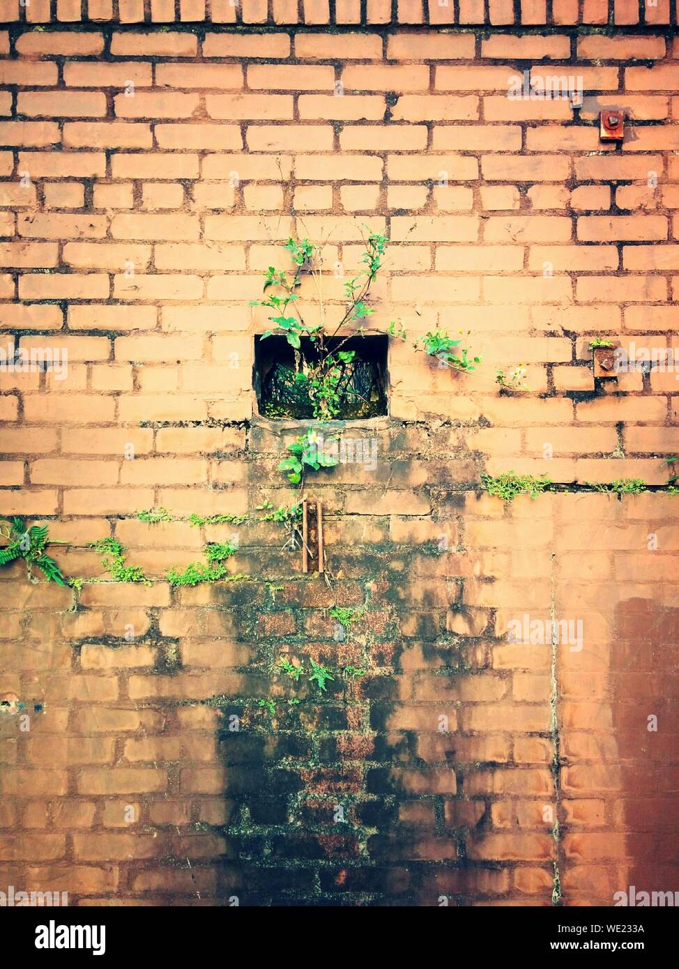 Old brick wall plants growing hi-res stock photography and images - Alamy