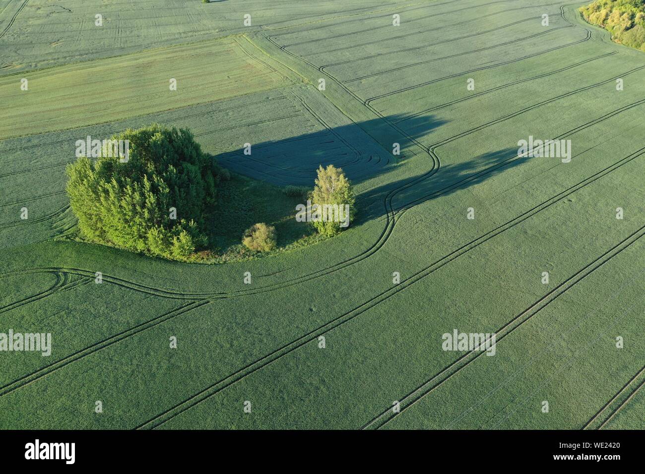 Aerial view of the large green field in spring season Stock Photo