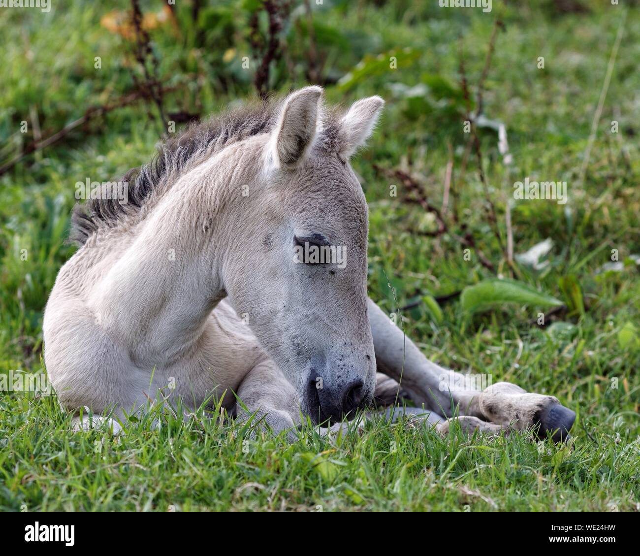 Baby wild horse hires stock photography and images Alamy