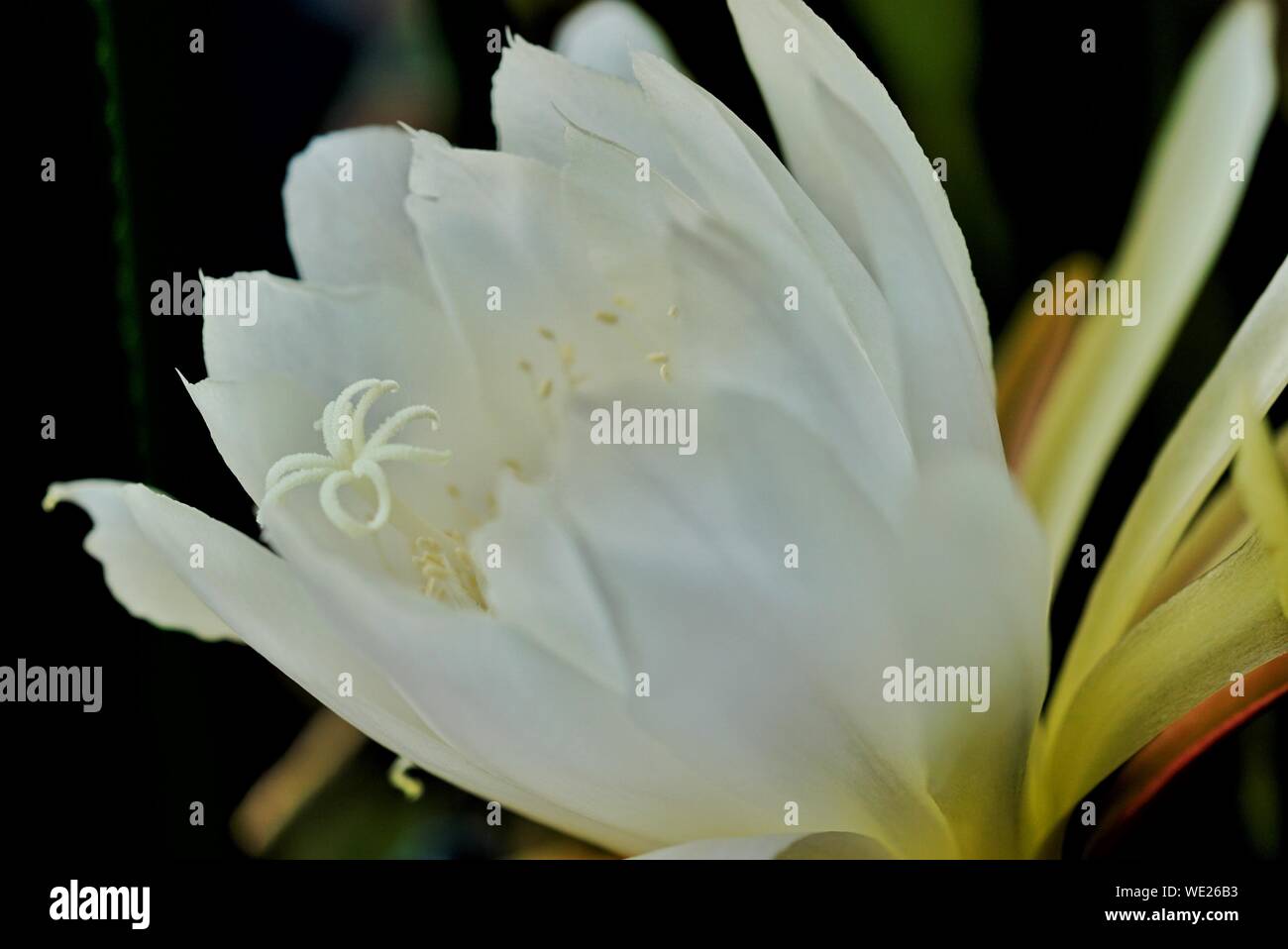 Close-up Of White Epiphyllum Blooming Outdoors Stock Photo