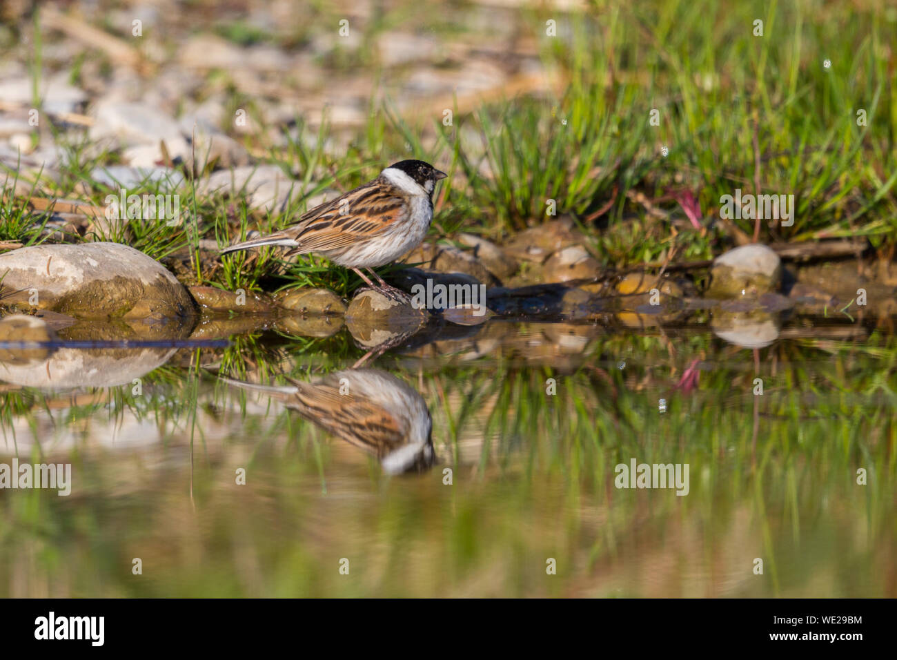 one male reed bunting (emberiza schoeniclus) mirrored in water Stock Photo