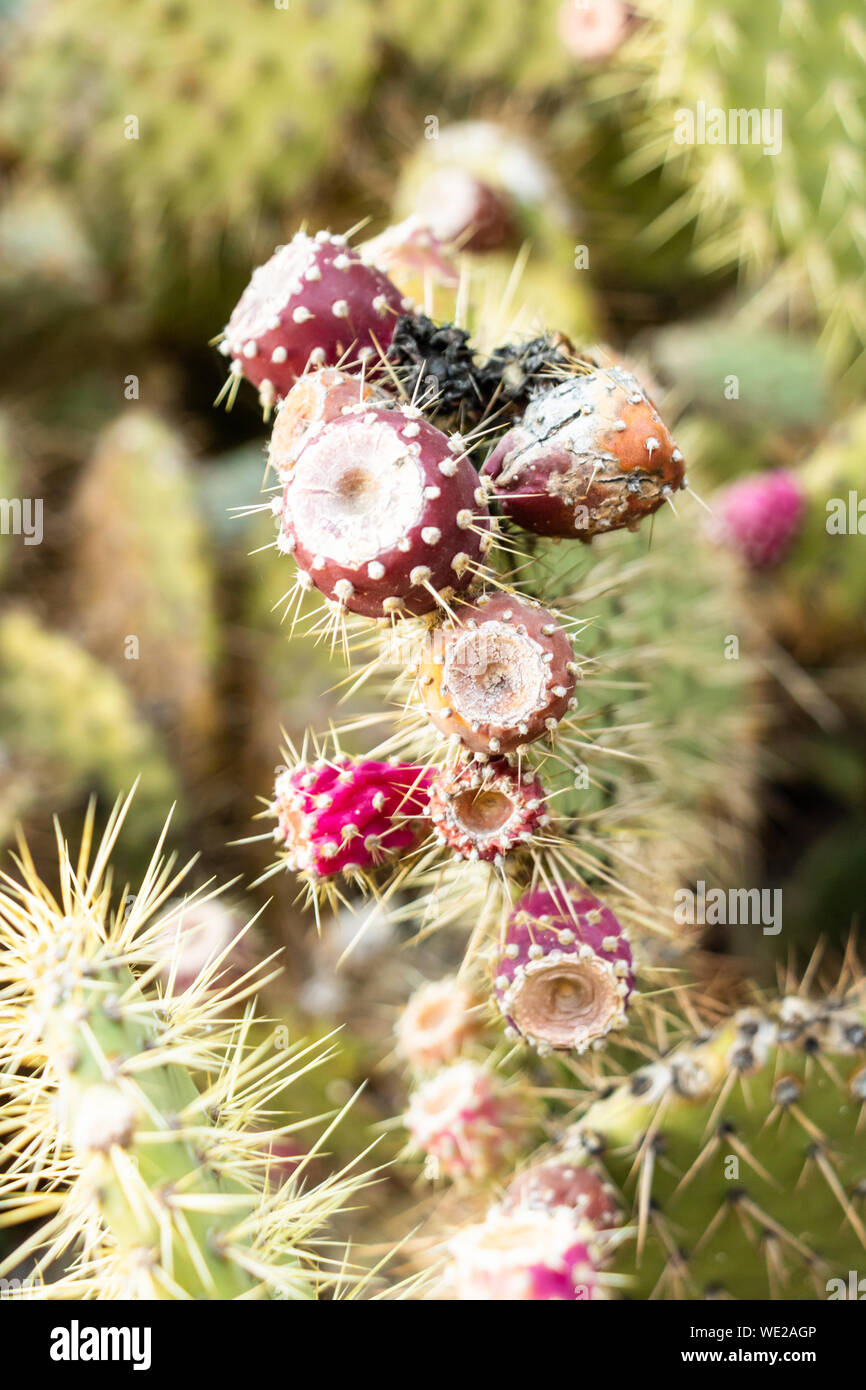 Pink fruit of the prickly pear cactus hires stock photography and images Alamy