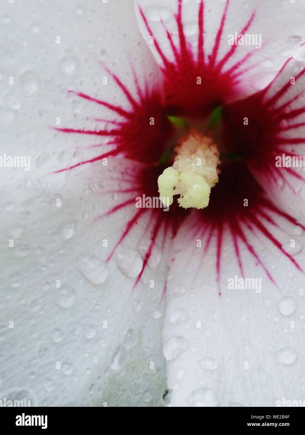 Full Frame Shot Of Water Drops On White Hibiscus Stock Photo