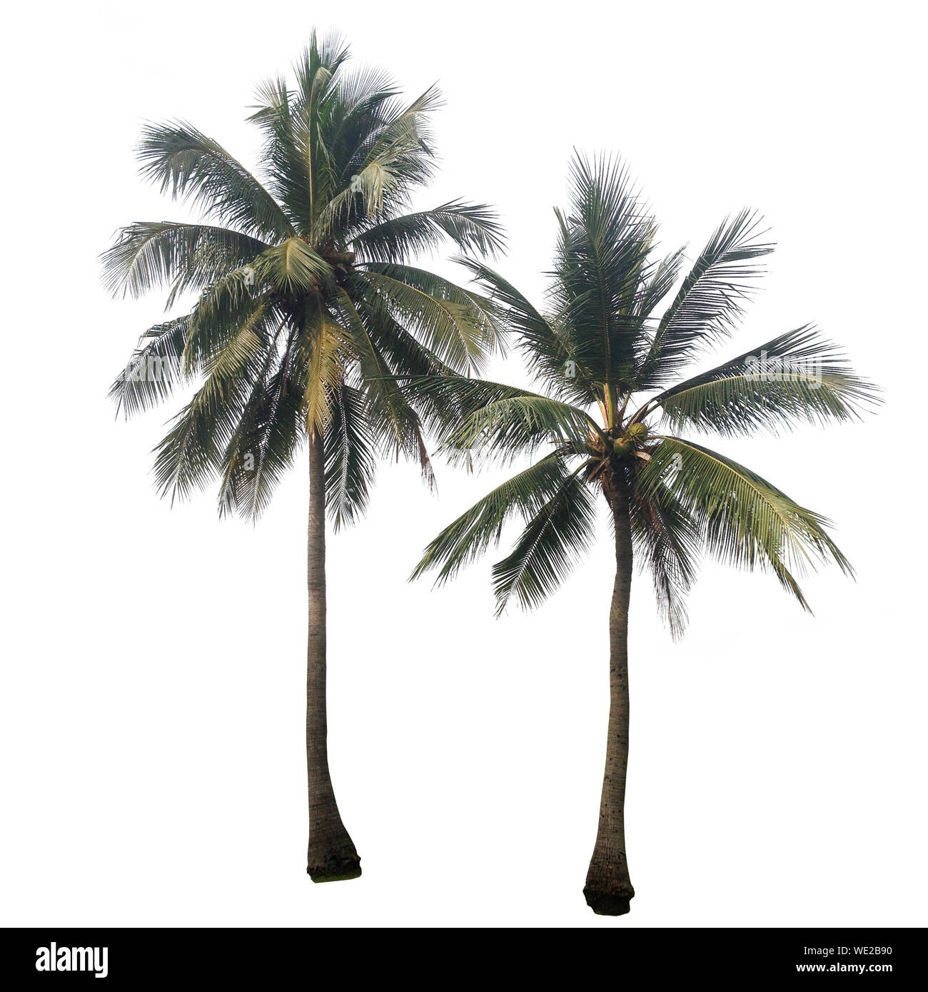 Palm Trees Against White Background Stock Photo - Alamy