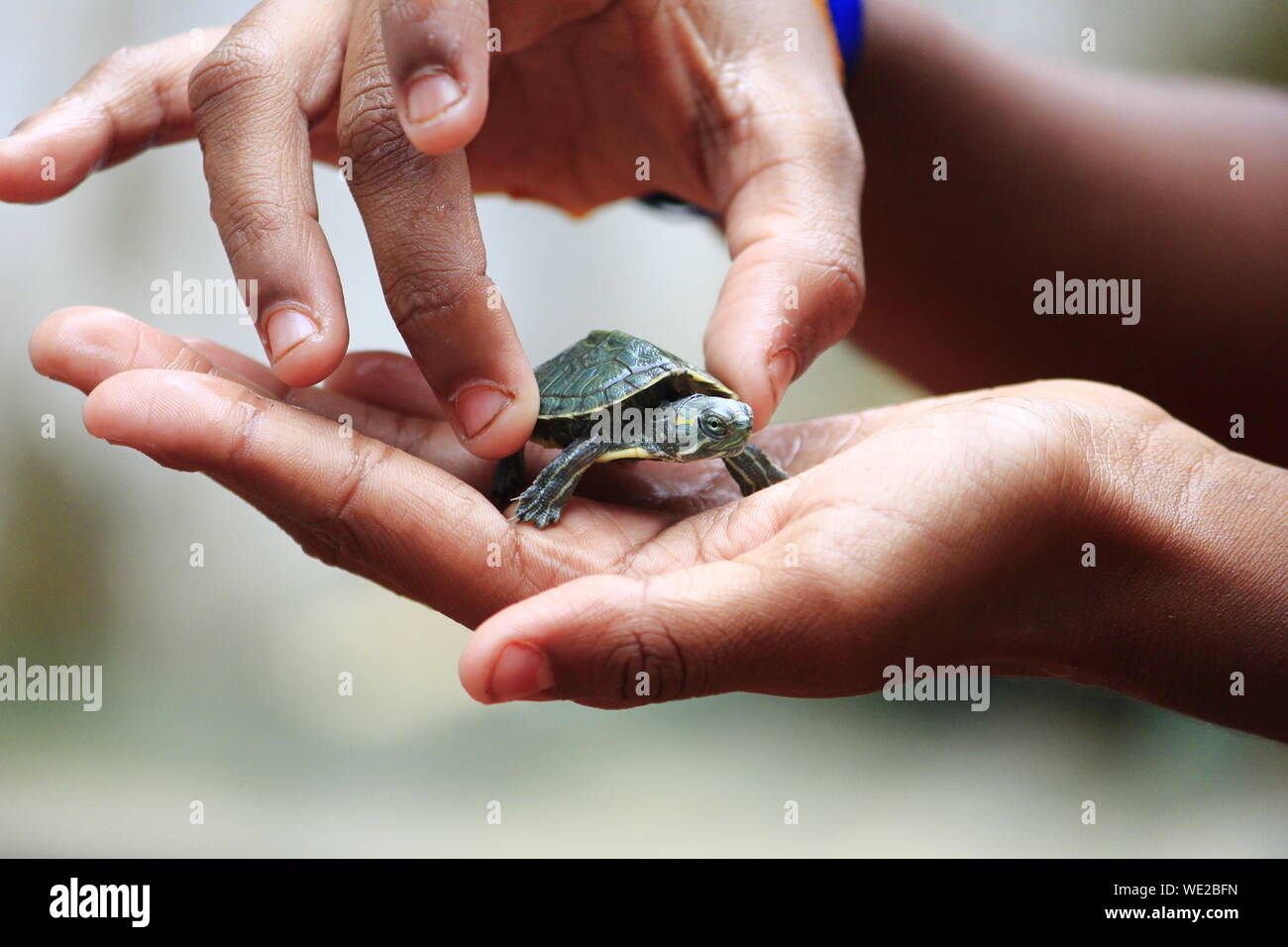 Hands and turtle hi-res stock photography and images - Alamy