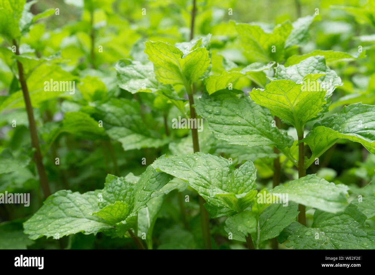 High Angle View Of Mint Leaf Plants Stock Photo