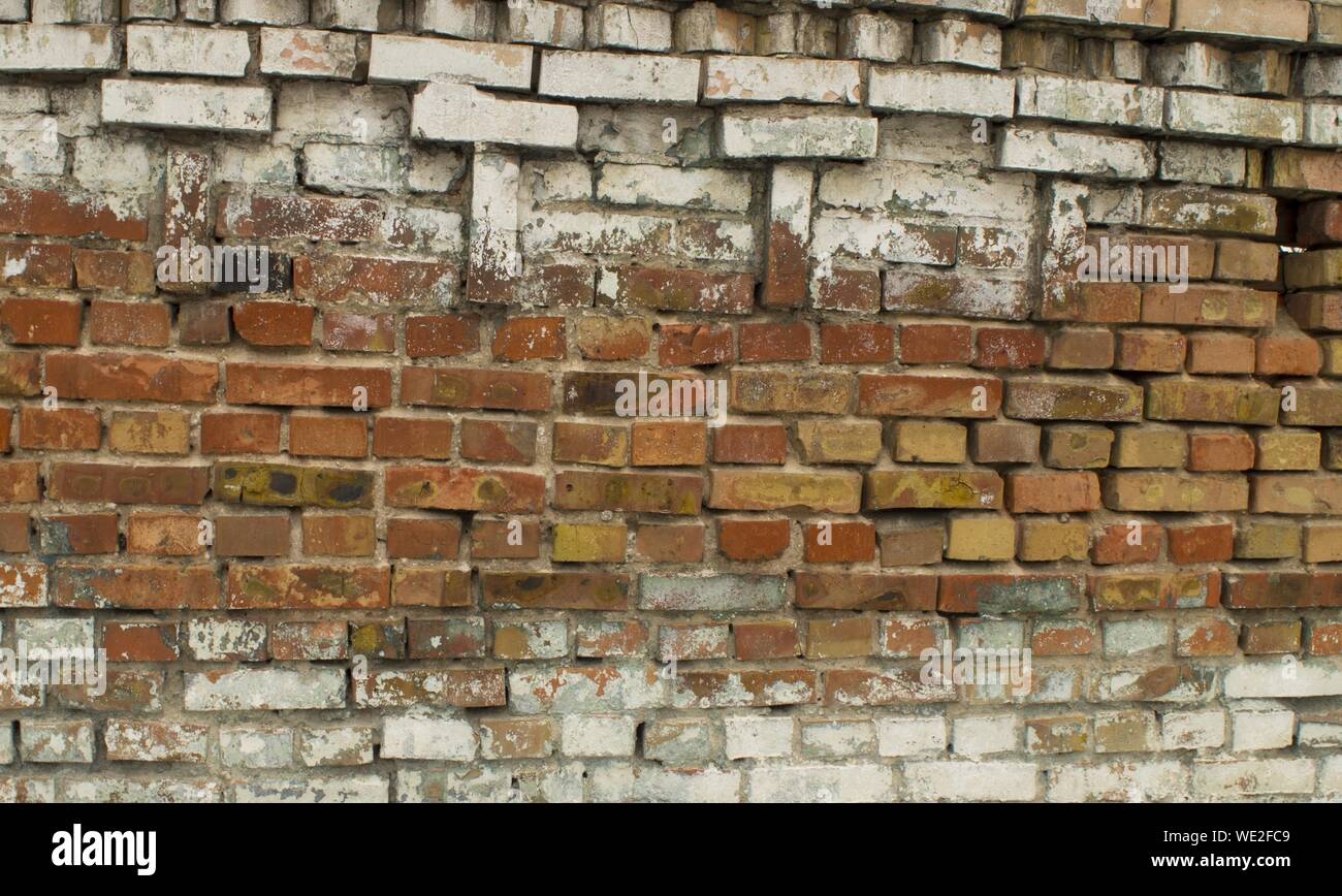 White brick wall real with rose from rain to red brick texture