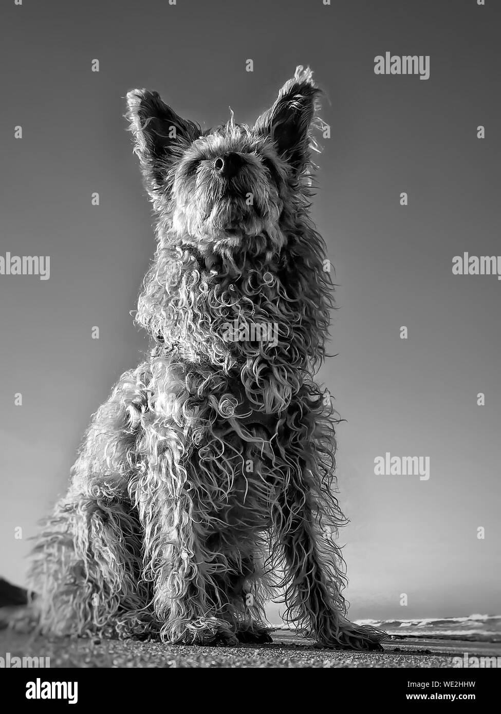 Curly dog hair hires stock photography and images Alamy