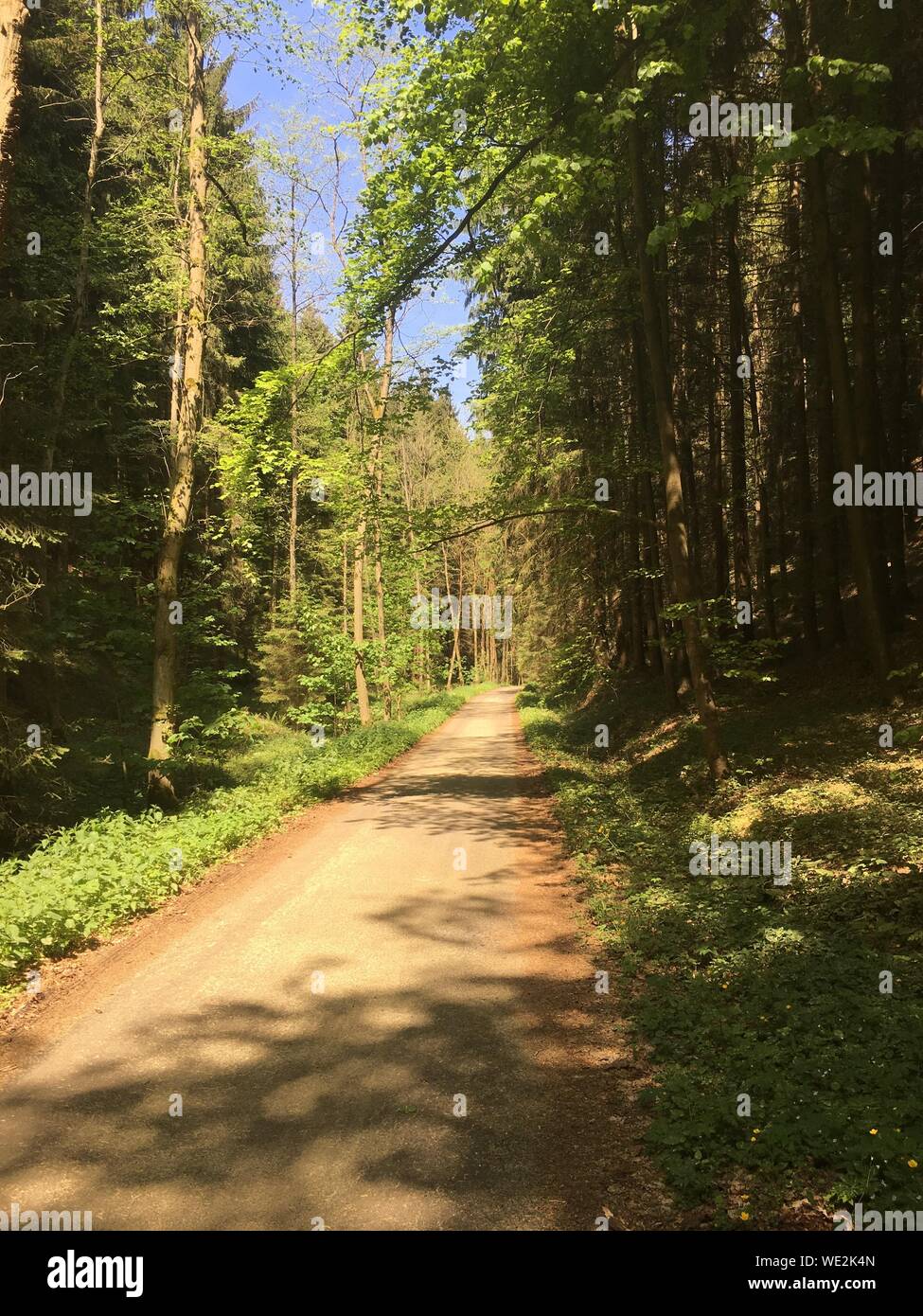Road Amidst Trees In Forest Stock Photo - Alamy