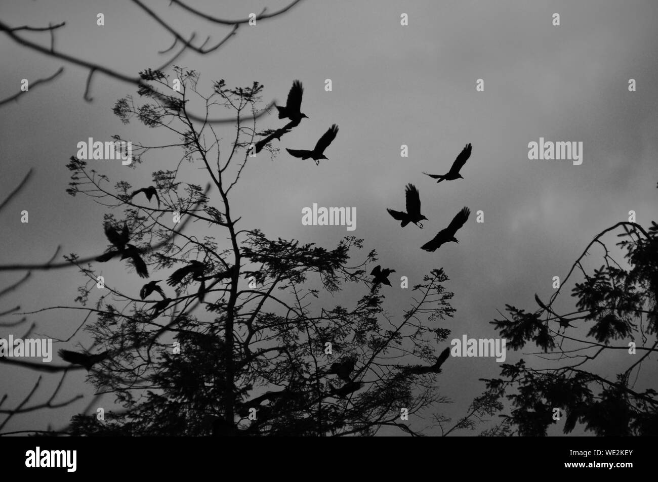 Flock of ravens tree hires stock photography and images Alamy
