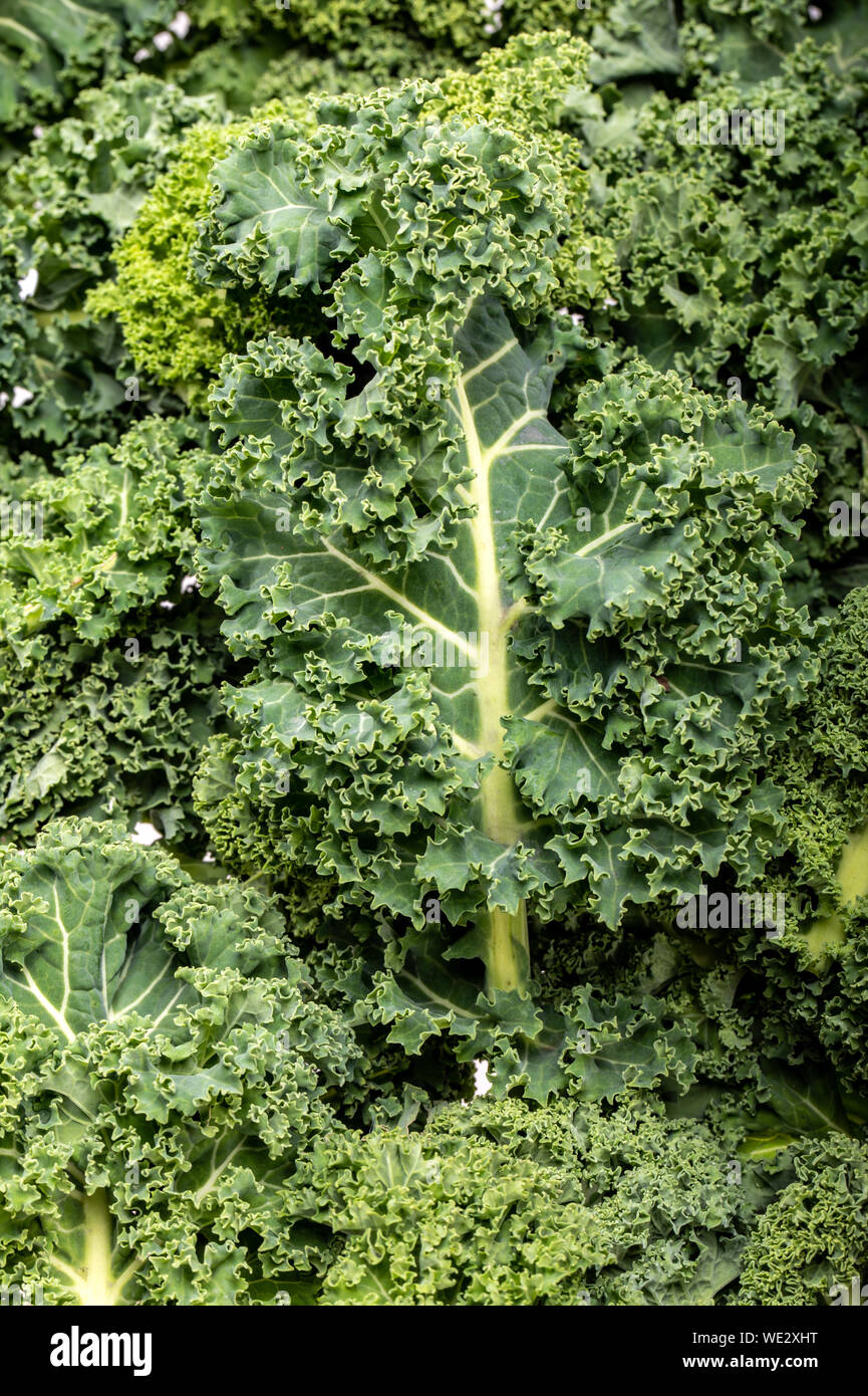 A healthy fresh curly kale Stock Photo Alamy