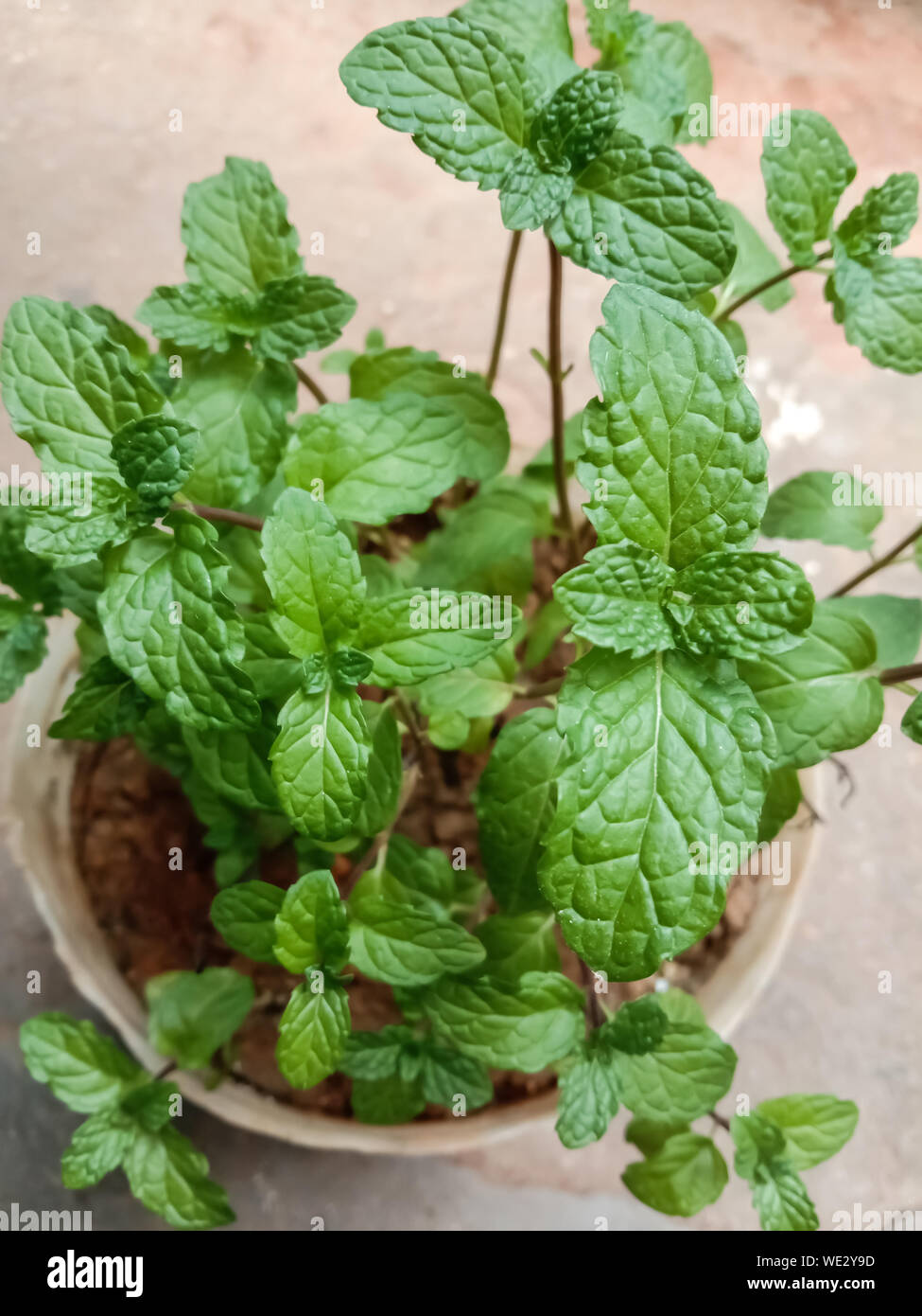 Herble mint plant hires stock photography and images Alamy