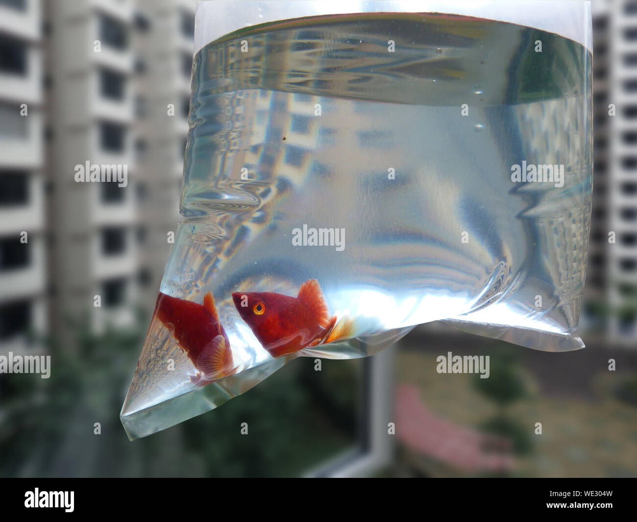 Trapped in plastic bag hires stock photography and images Alamy